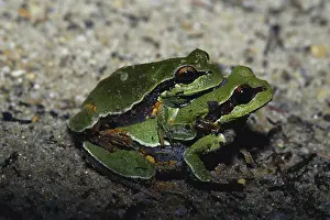 Treefrogs: Pine Barrens Treefrogs