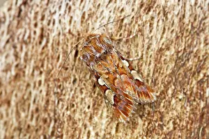 Flammea: Pine Beauty