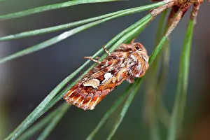 Flammea: Pine Beauty - resting on pine needle