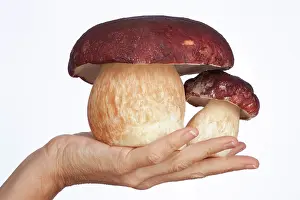Pinewood: Pine Bolete / Pinewood King Bolete - two fruiting