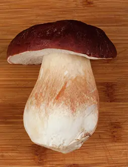 Pinewood: Pine Bolete / Pinewood King Bolete - On a wooden board