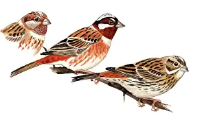 Emberiza: Pine Bunting