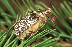 Chafer: Pine Chafer