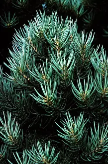 Allen Paterson: PINE - close-up