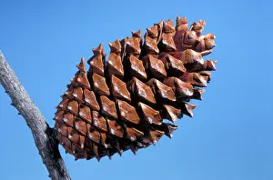 Pine - Cone