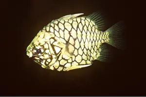 Fins: PINE CONE FISH - Luminous organ below eye