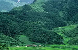 Reforestation: Pine