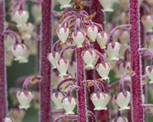 Saprophyte: Pine Drops, Pine drops, pinedrops, or woodland pinedrops