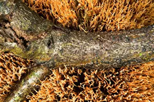 Hilversum: Pine Feather