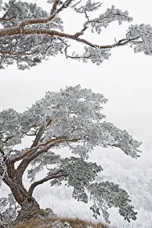 Divine: Pine