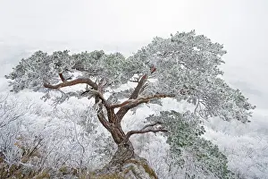 Inspiring: Pine