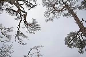 Inspiring: Pine