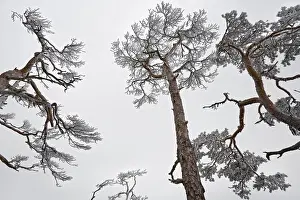 Inspiring: Pine