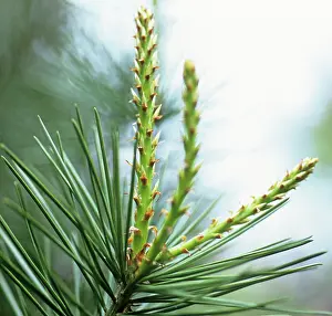 Picea: Pine