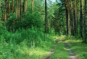 Footpaths: Pine Forest