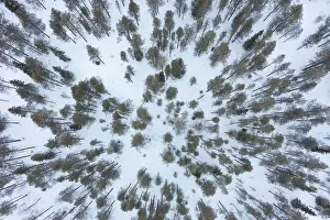 Finland: Pine forest aerial