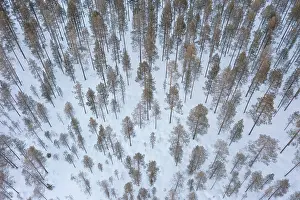 Finland: Pine forest aerial
