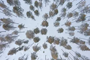 Finland: Pine forest aerial