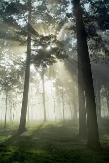 Flash: Pine forest backlight at dawn in Umbe mount