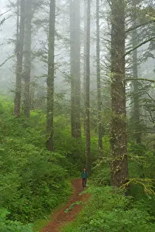 Hemlock: Pine Forest in coastal fog - (Sitka Spruce and