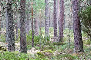 Garten: Pine Forest - Loch Garten