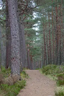 Garten: Pine Forest - Loch Garten