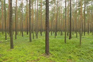 Oberlausitzer: Pine forest, Upper Lusatian Moorland Biosphere Reserve