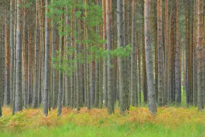Oberlausitzer: Pine forest, Upper Lusatian Moorland Biosphere Reserve