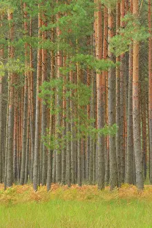 Oberlausitzer: Pine forest, Upper Lusatian Moorland Biosphere Reserve