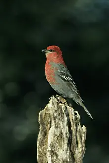 Grosbeaks: Pine Grosbeak