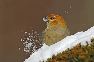 Grosbeaks: Pine Grosbeak