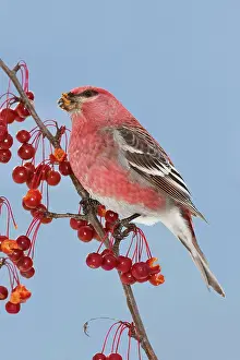 Grosbeaks: Pine Grosbeak