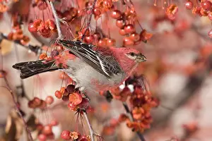Grosbeaks: Pine Grosbeak