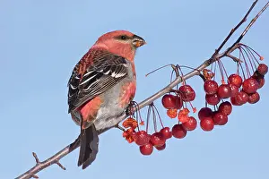 Grosbeaks: Pine Grosbeak