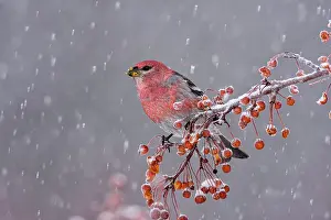 Enucleator: Pine Grosbeak