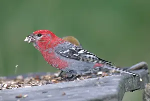 Cracking: Pine Grosbeak