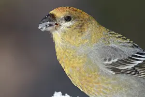 Grosbeak: Pine Grosbeak