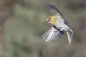 Grosbeak: Pine Grosbeak