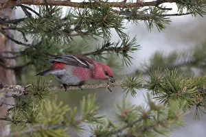 Grosbeak: Pine Grosbeak