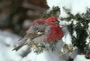 Warmth: Pine Grosbeak
