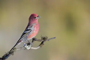 Grosbeak: Pine Grosbeak