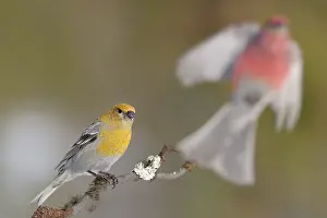 Grosbeak: Pine Grosbeak