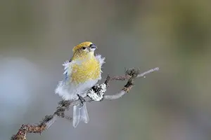 Moulting: Pine Grosbeak