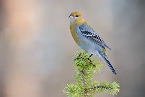 Grosbeak: Pine Grosbeak