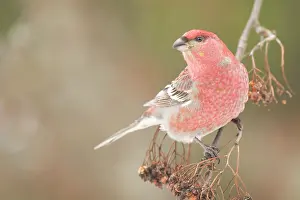 Grosbeak: Pine Grosbeak