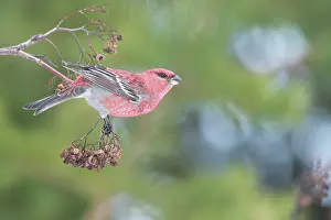 Grosbeak: Pine Grosbeak