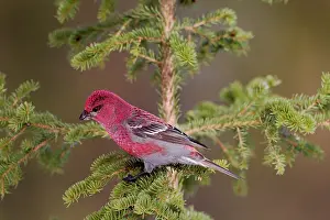 Grosbeak: Pine Grosbeak