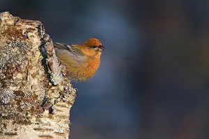 Grosbeak: Pine Grosbeak