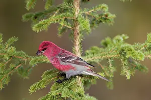 Grosbeak: Pine Grosbeak