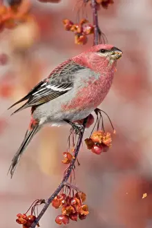Grosbeaks: Pine Grosbeak - adult male